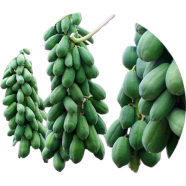 Imported Global Papaya 10 Pcs Seeds image