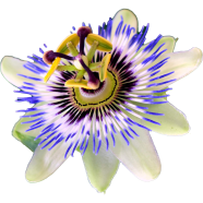 Imported Global Passion Flower -5 5 Pcs Seeds image