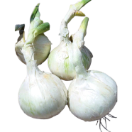 Imported Global White Onion - 100 Pcs Seeds image