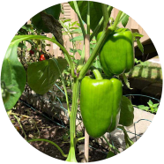 Imported Green Capsicum 10 Pcs Seeds image