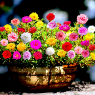 Imported Hybrid Mixed Color Moss Rose Double Petal Seeds Re-Pack - 50 Seeds image