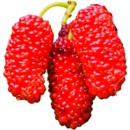 Imported Red Mulberry - 30 Pcs Seeds image