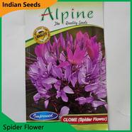 Indian Flower Seeds in Bangladesh- Spider Flower image