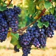 Indian Long Sweet Grape Seeds -20 Pcs image