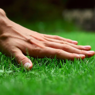 F-1 Hybrid Lawn Grass/Carpet Grass - 1000 Pcs Seeds image