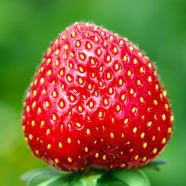 Global Red Strawberry Seeds image