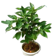 Japanese Cinnamon Bonsai Seeds - 10 Pcs image