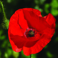 Japanese Papaver Rhoeas Flower - 5 Pcs Seeds (Imported Global) image