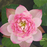 Japanese Pink Lotus Flower Bonsai - 4 Pcs Seeds image