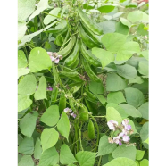 Jari Bean Seed image