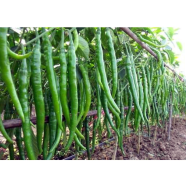 Jing Cai Zi Pepper Bonsai Organic Vegetable Seeds - 50 Pcs image