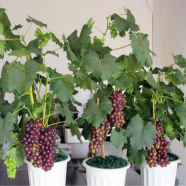 Kashmiri Grape Seeds (Potted Variety) - 20 Pcs image