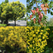 Koelreuteria Bonsai Tree Seeds 20 Pcs image