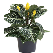 Kudoacanthus Albonervosus Bonsai Seeds - 20 Pcs image