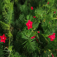 Kunjolota/Cypress Vine 3 Color Mixed Seeds - 10 Plus All Season image