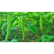 Kushi Seeds - 10 Pcs image