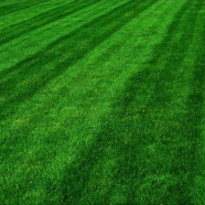 Lawn Grass Seeds - 200 Plus Pcs image