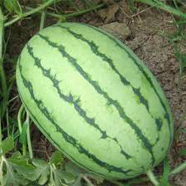 Lazy King Watermelon Red Flesh Seeds image