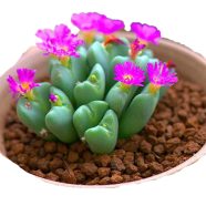 Lithops Living Stones Mix Seeds image