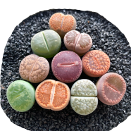 Lithops Living Stones Seeds 10 Pcs image