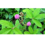 Lojjaboti Seed image