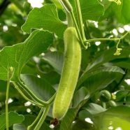 Long Gourd Lau Seeds - 10 Pcs image