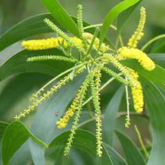 Long Hight Akashmani Tree - 40 Pcs Seeds image