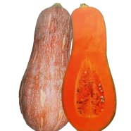 Long Sweet Yellow Pumkin 10 Plus Seeds All Season image