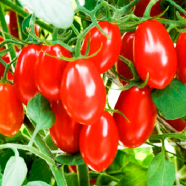 Long Tomato Seeds Bangladeshi - 50 Pcs image