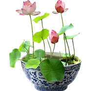 Lotus Flower - 5Pcs Seeds image