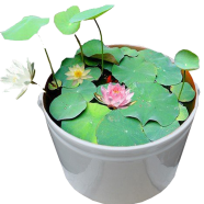 Lotus Flower Chinese 5 Pcs Seeds image