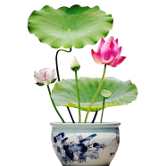 Lotus Poddo Flower Bonsai Seeds 5 Pcs image