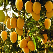 Mango Fruit Tree Seeds 1Pcs image