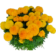 Marigold African Mixed Seeds image