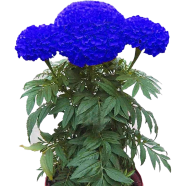 Marigold Bonsai Seeds - 100 Pcs image