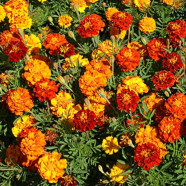 Marigold Yellow/Red -30 Pcs Seeds Imported image