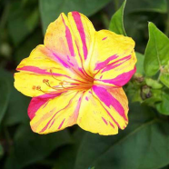 Marvel Of Peru Flowers Shondha Maloti - 15Pcs Seeds image