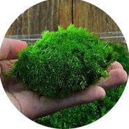 Micro Landscape Moss Plants Seeds - 20 Pcs image