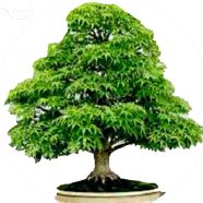 Mini American Maple Bonsai Seeds - 20 Pcs image