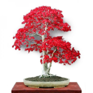 Mini Red Maple Bonsai Garden Diy Tree 20 Canada Pcs Seeds image