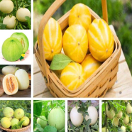Mini Sweet Melon Bonsai Seeds 10 Pcs image