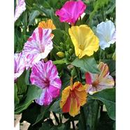 Mirabilis Seed image