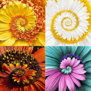 Miracle Daisy Hardy Bonsai Plants - 30 Pcs Seeds image