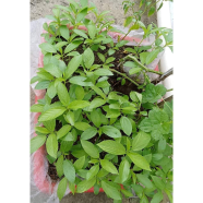 Misti Paat Shaak Beej 1 gm image