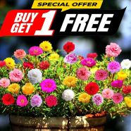 Mix Color Thai Moss Rose Seeds Re-Pack - 0.1gm ( Buy 1 Get 1 FREE ) image