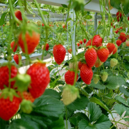 Mix Colour Roses Flower - 20 Pcs Seeds image