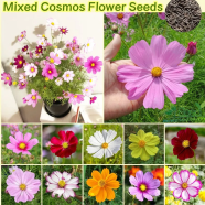 Mix Cosmos Flowers Seeds 20 Pice (China Multicolor Seeds) image
