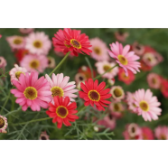 Mix Gerbera Daisy Flower Seeds - 20 Pcs image