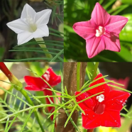 Mix Kunjo Flower Seeds - 10 Pcs image