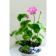 Mix Plant Aquatic Flower Pot Lotus Bowl Botanical Garden 5 Pcs Seeds image